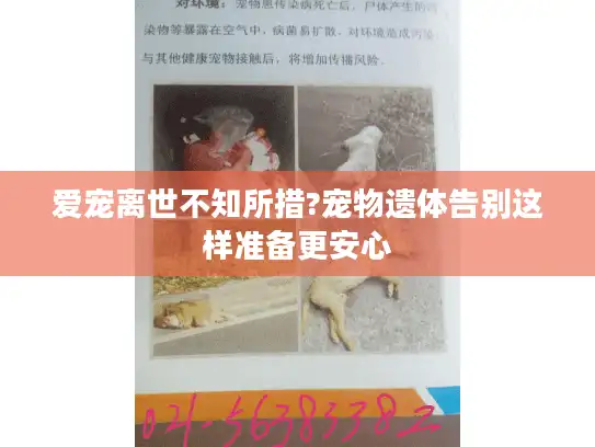 爱宠离世不知所措?宠物遗体告别这样准备更安心