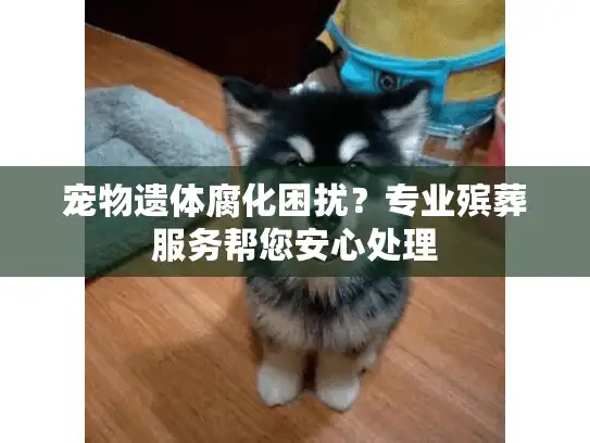 宠物遗体腐化困扰？专业殡葬服务帮您安心处理