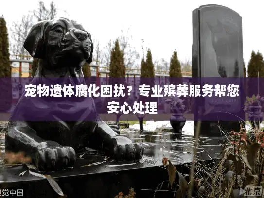宠物遗体腐化困扰？专业殡葬服务帮您安心处理