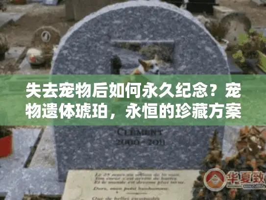 失去宠物后如何永久纪念？宠物遗体琥珀，永恒的珍藏方案