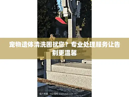 宠物遗体清洗困扰您？专业处理服务让告别更温馨