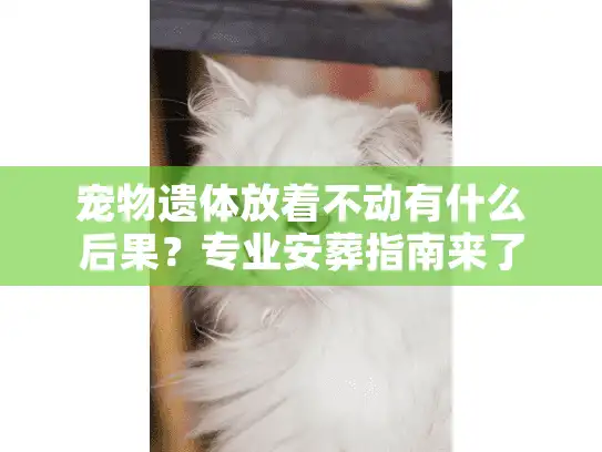 宠物遗体放着不动有什么后果？专业安葬指南来了