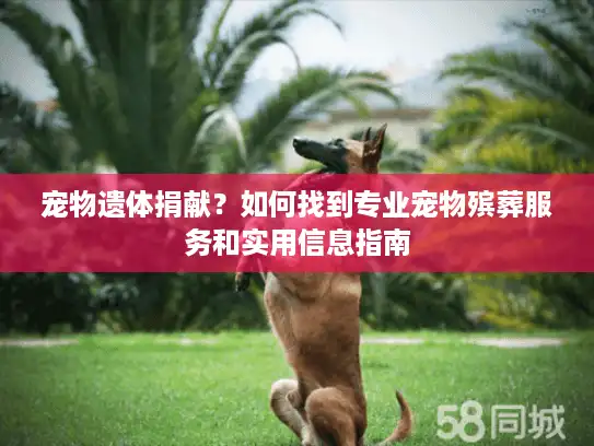 宠物遗体捐献？如何找到专业宠物殡葬服务和实用信息指南