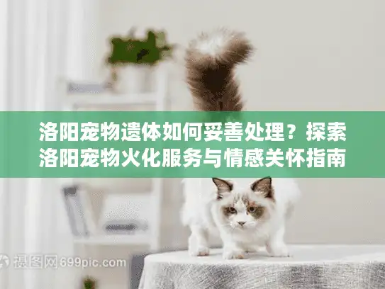 洛阳宠物遗体如何妥善处理？探索洛阳宠物火化服务与情感关怀指南