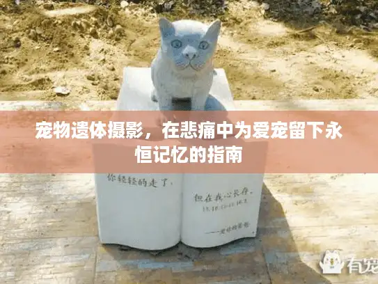 宠物遗体摄影，在悲痛中为爱宠留下永恒记忆的指南