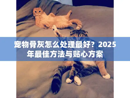 宠物骨灰怎么处理最好？2025年最佳方法与贴心方案