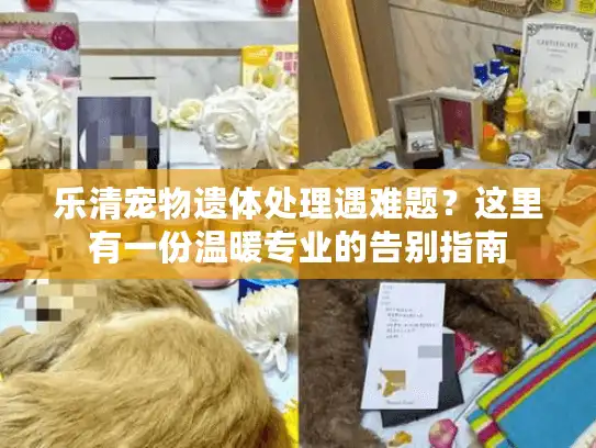 乐清宠物遗体处理遇难题？这里有一份温暖专业的告别指南