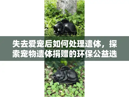 失去爱宠后如何处理遗体，探索宠物遗体捐赠的环保公益选择