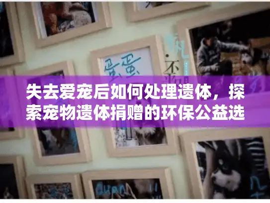失去爱宠后如何处理遗体，探索宠物遗体捐赠的环保公益选择