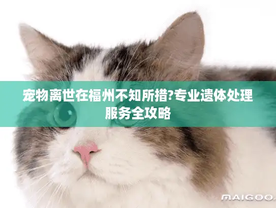 宠物离世在福州不知所措?专业遗体处理服务全攻略