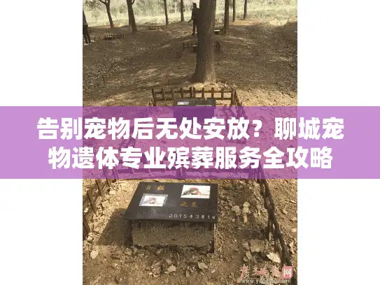 告别宠物后无处安放？聊城宠物遗体专业殡葬服务全攻略