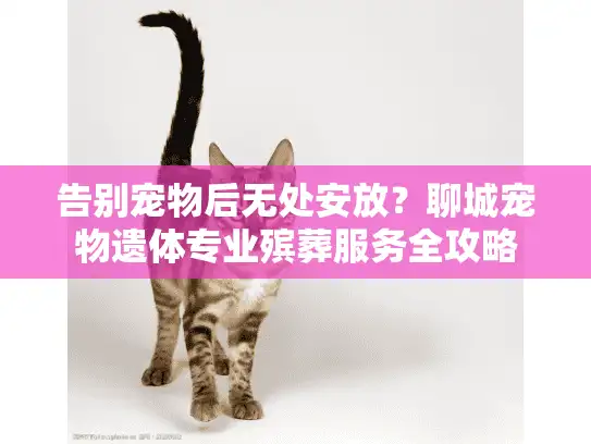 告别宠物后无处安放？聊城宠物遗体专业殡葬服务全攻略