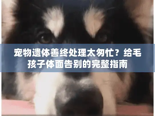 宠物遗体善终处理太匆忙？给毛孩子体面告别的完整指南