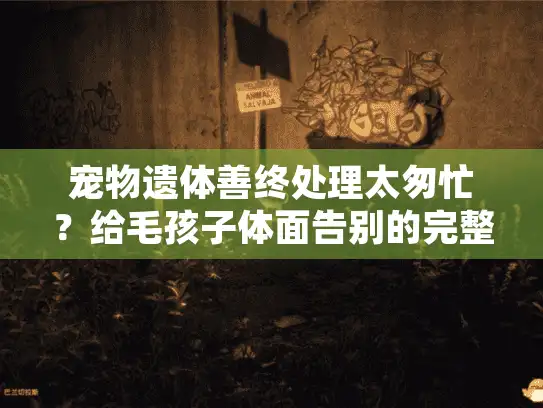 宠物遗体善终处理太匆忙？给毛孩子体面告别的完整指南