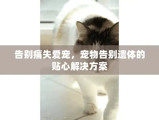 告别痛失爱宠，宠物告别遗体的贴心解决方案