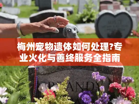 梅州宠物遗体如何处理?专业火化与善终服务全指南
