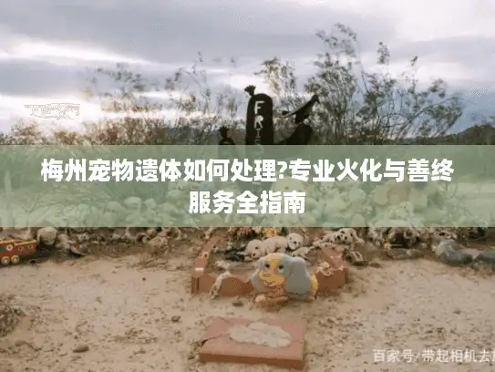 梅州宠物遗体如何处理?专业火化与善终服务全指南