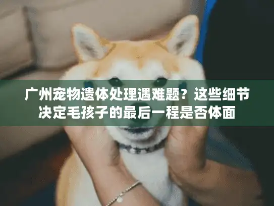 广州宠物遗体处理遇难题？这些细节决定毛孩子的最后一程是否体面