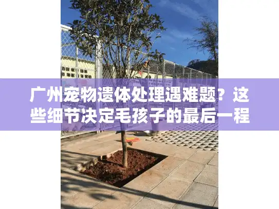 广州宠物遗体处理遇难题？这些细节决定毛孩子的最后一程是否体面