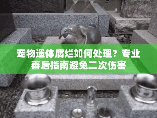 宠物遗体腐烂如何处理？专业善后指南避免二次伤害