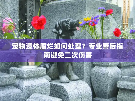 宠物遗体腐烂如何处理？专业善后指南避免二次伤害