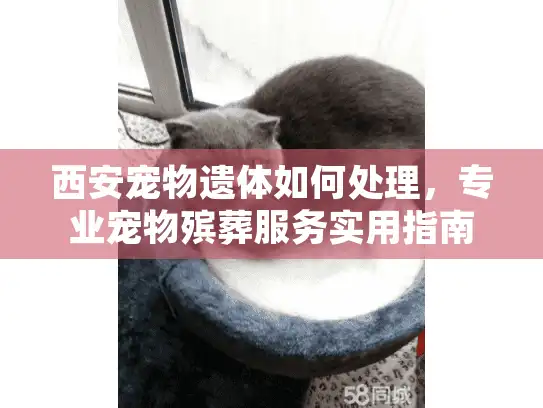 西安宠物遗体如何处理，专业宠物殡葬服务实用指南