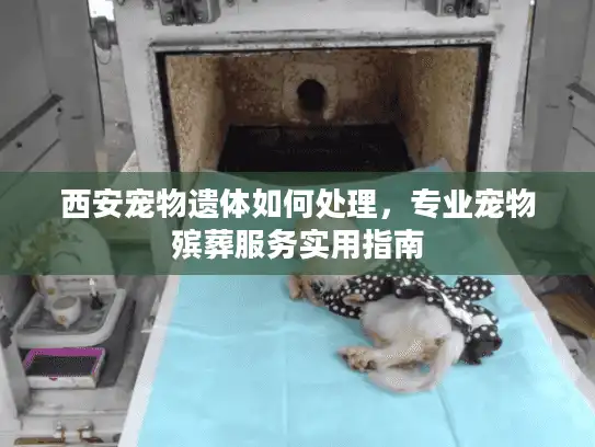 西安宠物遗体如何处理，专业宠物殡葬服务实用指南