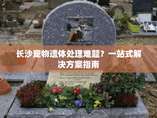 长沙宠物遗体处理难题？一站式解决方案指南