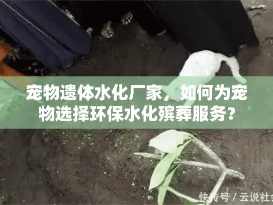 宠物遗体水化厂家，如何为宠物选择环保水化殡葬服务？