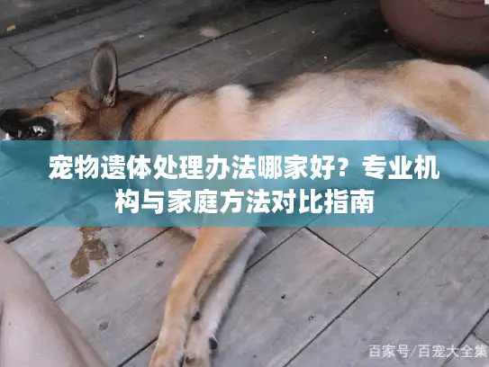 宠物遗体处理办法哪家好？专业机构与家庭方法对比指南