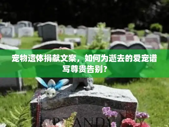宠物遗体捐献文案，如何为逝去的爱宠谱写尊贵告别？