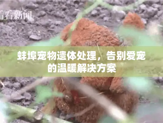 蚌埠宠物遗体处理，告别爱宠的温暖解决方案