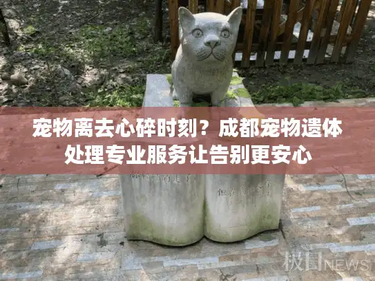 宠物离去心碎时刻？成都宠物遗体处理专业服务让告别更安心