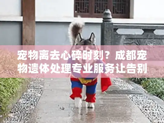 宠物离去心碎时刻？成都宠物遗体处理专业服务让告别更安心