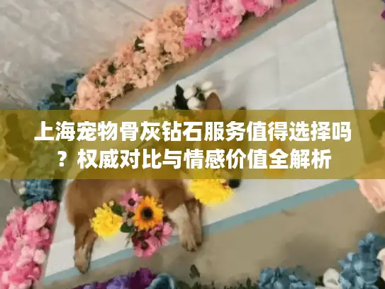 上海宠物骨灰钻石服务值得选择吗？权威对比与情感价值全解析