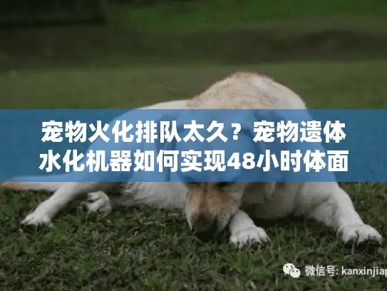 宠物火化排队太久？宠物遗体水化机器如何实现48小时体面告别