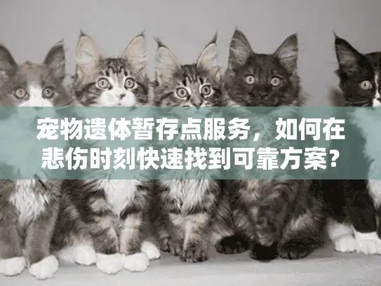 宠物遗体暂存点服务，如何在悲伤时刻快速找到可靠方案？