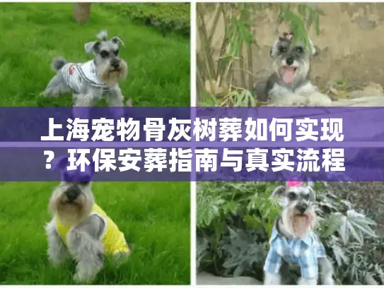 上海宠物骨灰树葬如何实现？环保安葬指南与真实流程解析