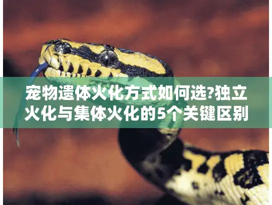 宠物遗体火化方式如何选?独立火化与集体火化的5个关键区别