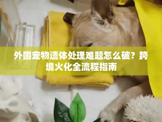 外国宠物遗体处理难题怎么破？跨境火化全流程指南