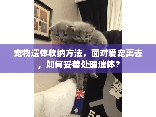 宠物遗体收纳方法，面对爱宠离去，如何妥善处理遗体？