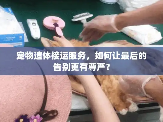宠物遗体接运服务，如何让最后的告别更有尊严？