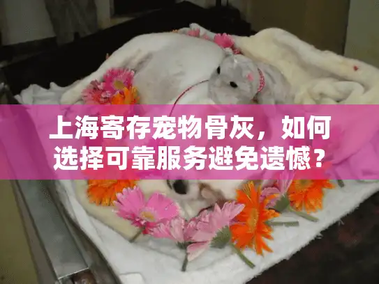 上海寄存宠物骨灰，如何选择可靠服务避免遗憾？