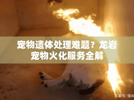 宠物遗体处理难题？龙岩宠物火化服务全解