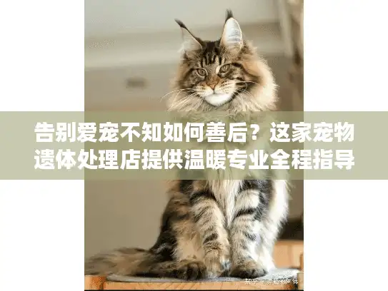 告别爱宠不知如何善后？这家宠物遗体处理店提供温暖专业全程指导