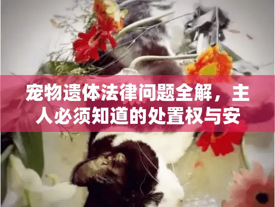 宠物遗体法律问题全解，主人必须知道的处置权与安葬限制