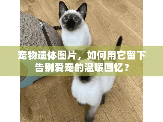 宠物遗体图片，如何用它留下告别爱宠的温暖回忆？