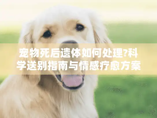 宠物死后遗体如何处理?科学送别指南与情感疗愈方案