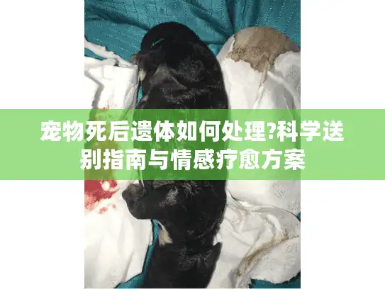 宠物死后遗体如何处理?科学送别指南与情感疗愈方案