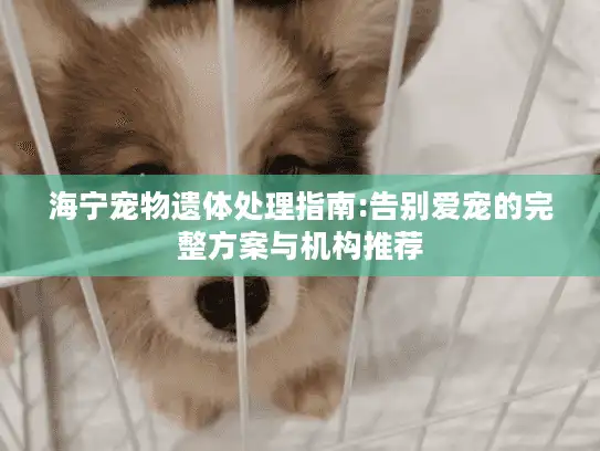 海宁宠物遗体处理指南:告别爱宠的完整方案与机构推荐